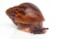 Achatina achatina achatina Ghana typ 2a adult import